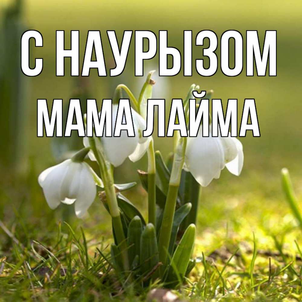 Открытка на каждый день с именем, Мама-Лайма С наурызом ранние цветы 2 Прикольная открытка с пожеланием онлайн скачать бесплатно 
