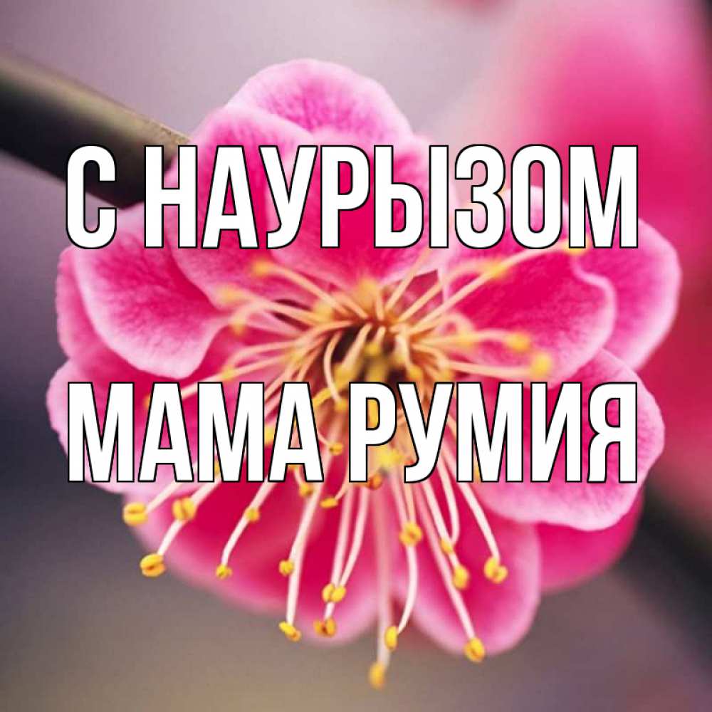 Открытка на каждый день с именем, Мама-Румия С наурызом цветы Прикольная открытка с пожеланием онлайн скачать бесплатно 