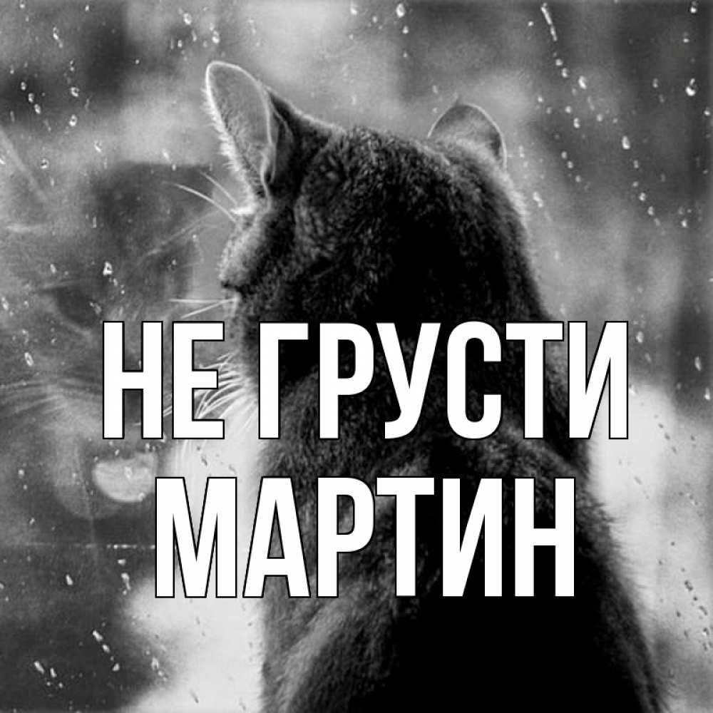 Открытка на каждый день с именем, Мартин Не грусти отражение кота 1 Прикольная открытка с пожеланием онлайн скачать бесплатно 