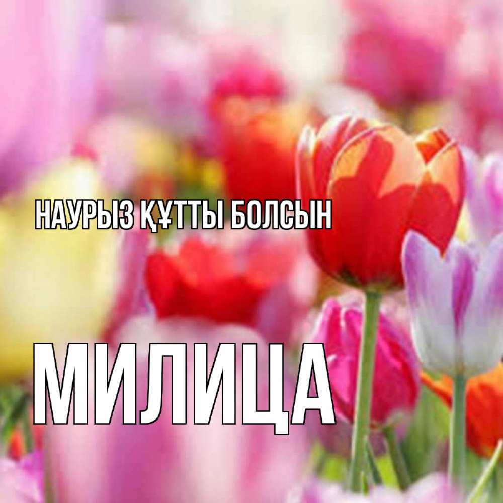 Открытка на каждый день с именем, Милица Наурыз құтты болсын на наурыз  2 Прикольная открытка с пожеланием онлайн скачать бесплатно 