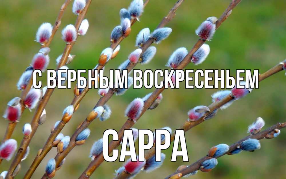 Открытка на каждый день с именем, Сарра С вербным воскресеньем верба Прикольная открытка с пожеланием онлайн скачать бесплатно 