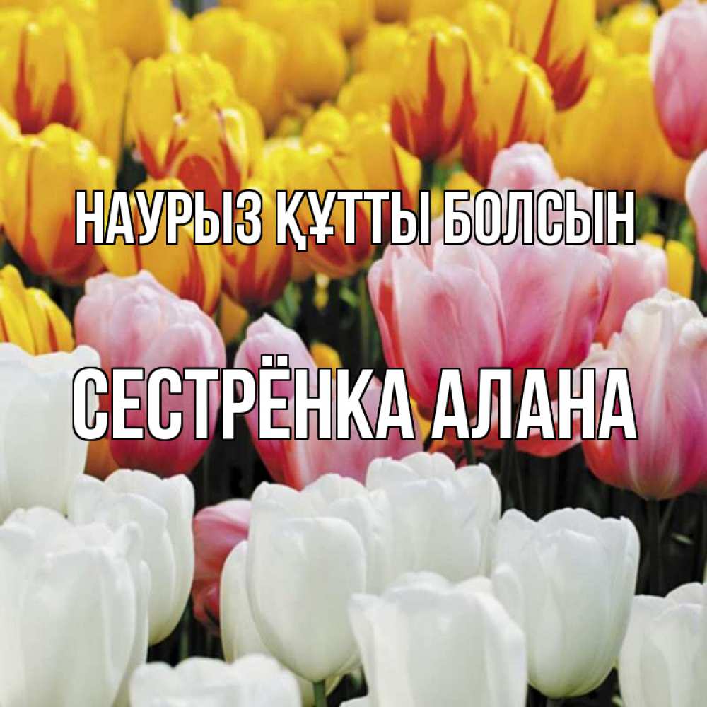 Открытка на каждый день с именем, Сестрёнка-Алана Наурыз құтты болсын разноцветные цветы Прикольная открытка с пожеланием онлайн скачать бесплатно 
