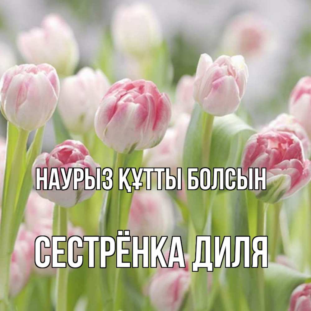 Открытка на каждый день с именем, Сестрёнка-Диля Наурыз құтты болсын цветы Прикольная открытка с пожеланием онлайн скачать бесплатно 