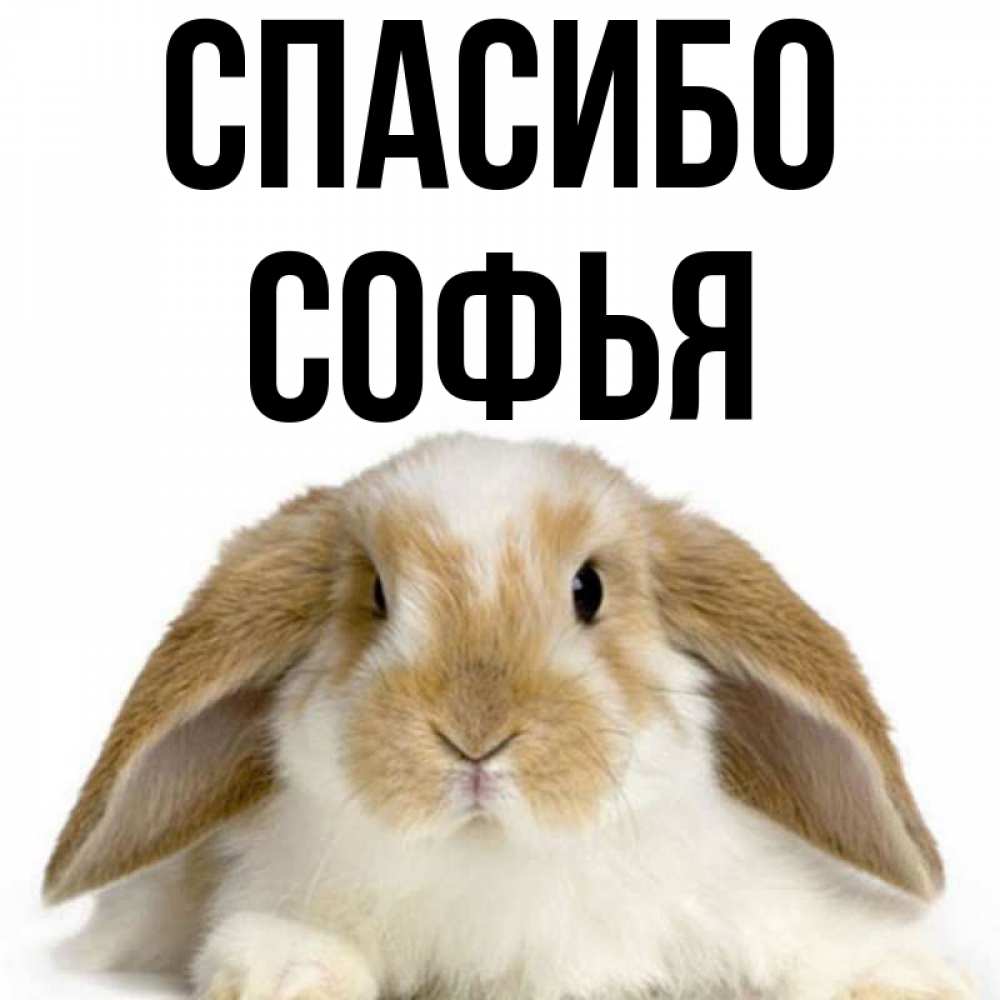 Открытка на каждый день с именем, Софья Спасибо коричнево белый заяц Прикольная открытка с пожеланием онлайн скачать бесплатно 