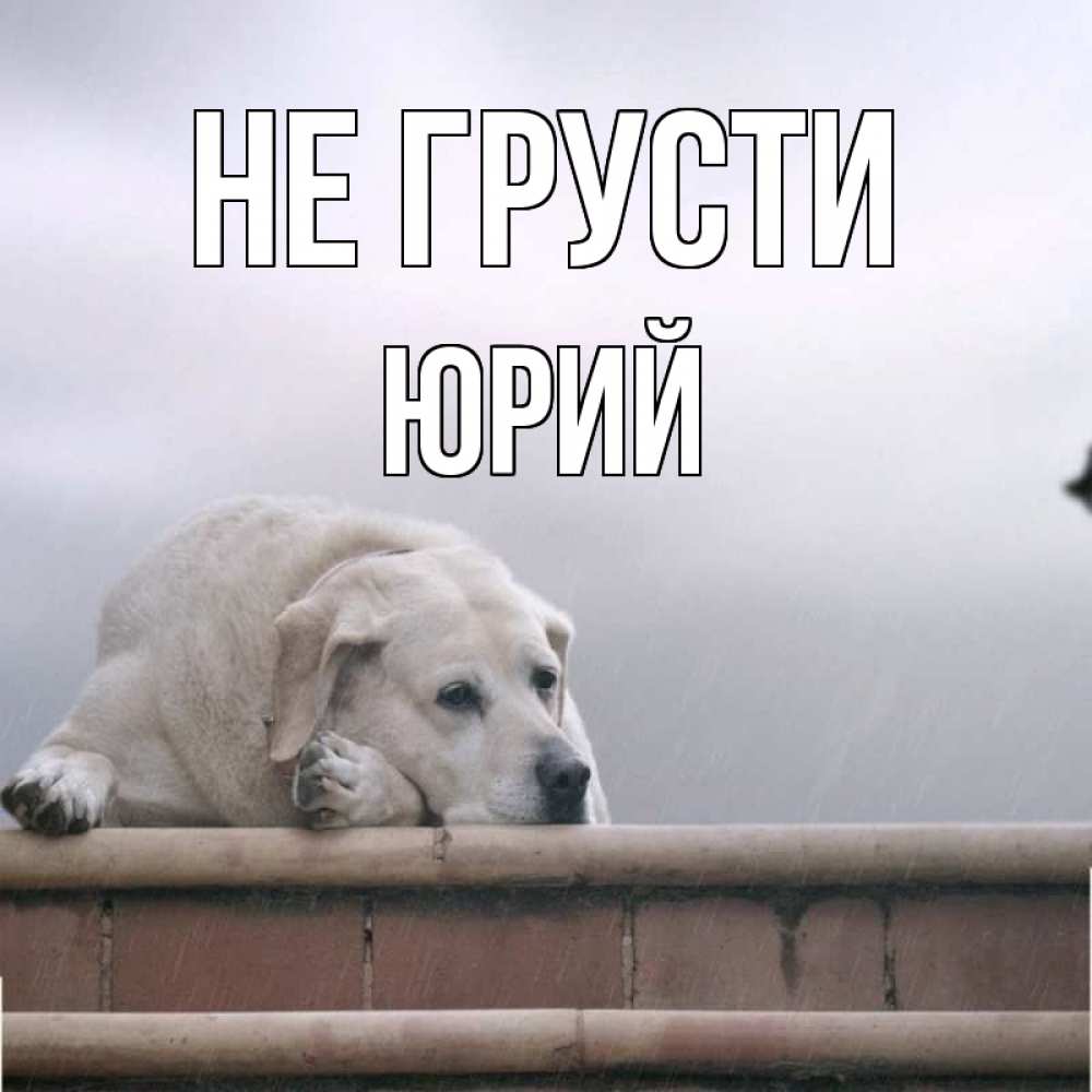 Открытка на каждый день с именем, Юрий Не грусти белый пес 1 Прикольная открытка с пожеланием онлайн скачать бесплатно 