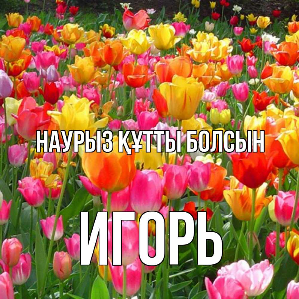 Открытка на каждый день с именем, Игорь Наурыз құтты болсын на наурыз  ура ура Прикольная открытка с пожеланием онлайн скачать бесплатно 