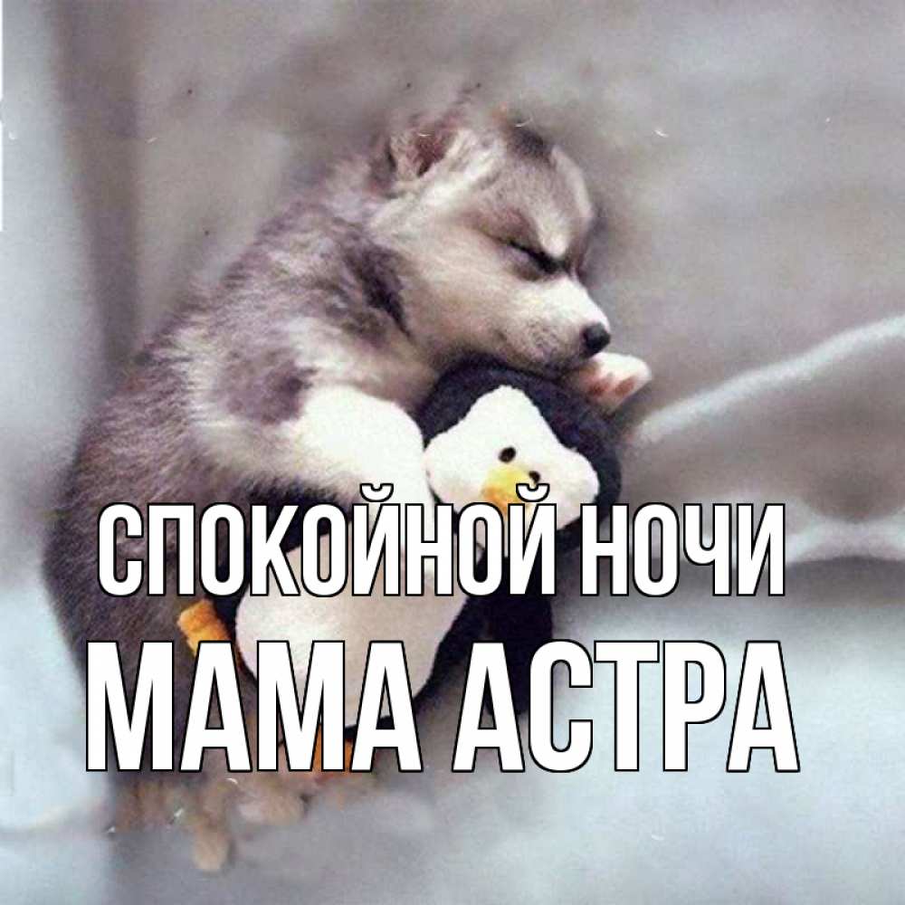 Открытка на каждый день с именем, Мама-Астра Спокойной ночи обнимашки щенка и пингвина Прикольная открытка с пожеланием онлайн скачать бесплатно 