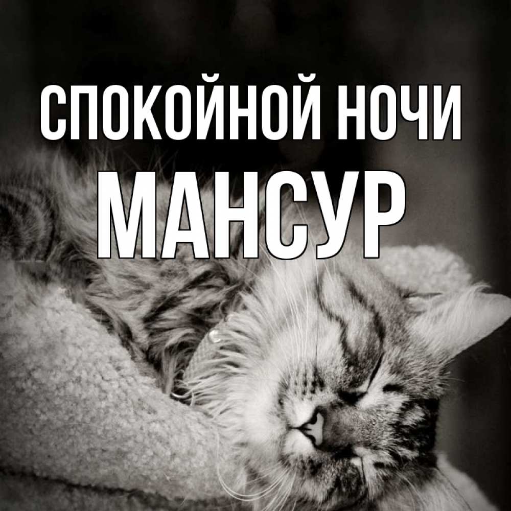 Открытка на каждый день с именем, Мансур Спокойной ночи котярик пушистый Прикольная открытка с пожеланием онлайн скачать бесплатно 