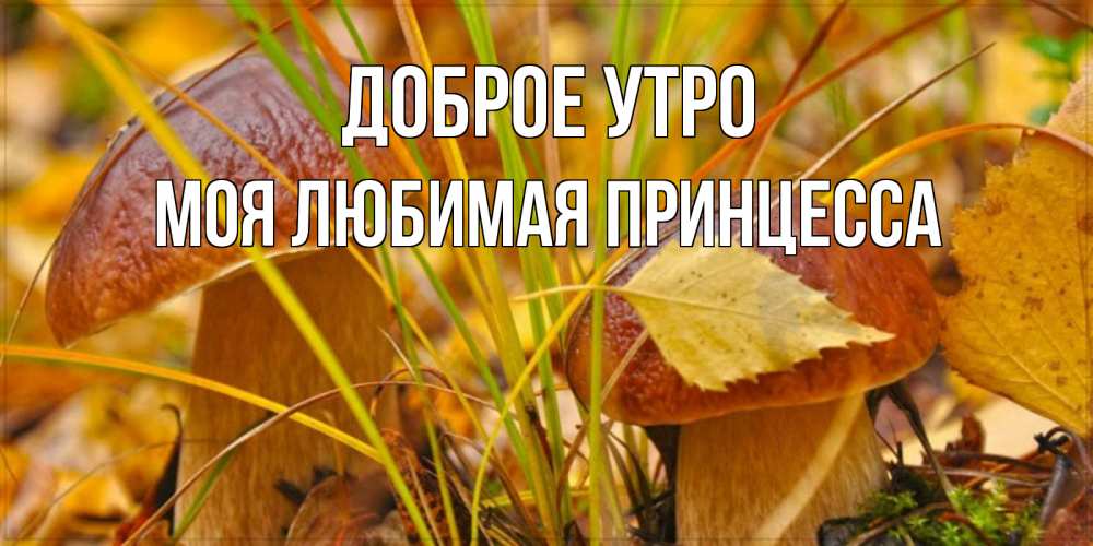 Открытка на каждый день с именем, Моя-Любимая-Принцесса Доброе утро осенние грибы Прикольная открытка с пожеланием онлайн скачать бесплатно 