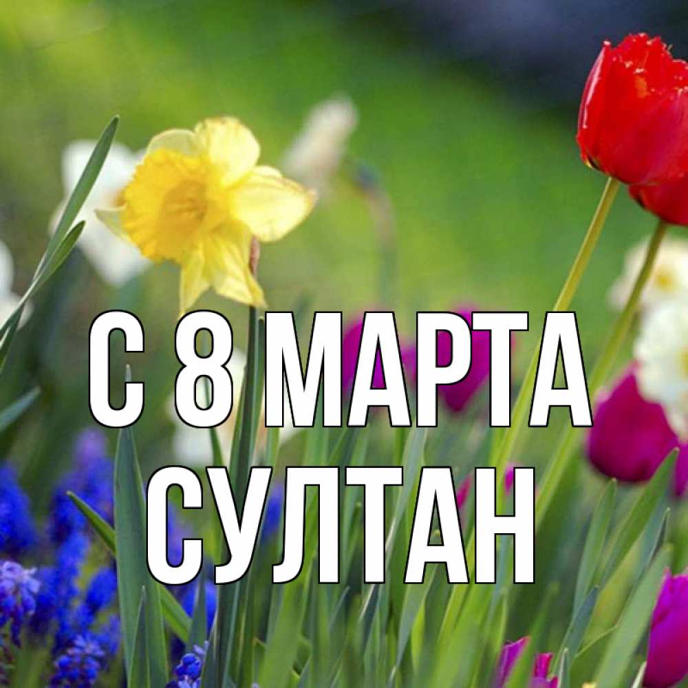 Открытка на каждый день с именем, Султан С 8 МАРТА международный женский день 3 Прикольная открытка с пожеланием онлайн скачать бесплатно 