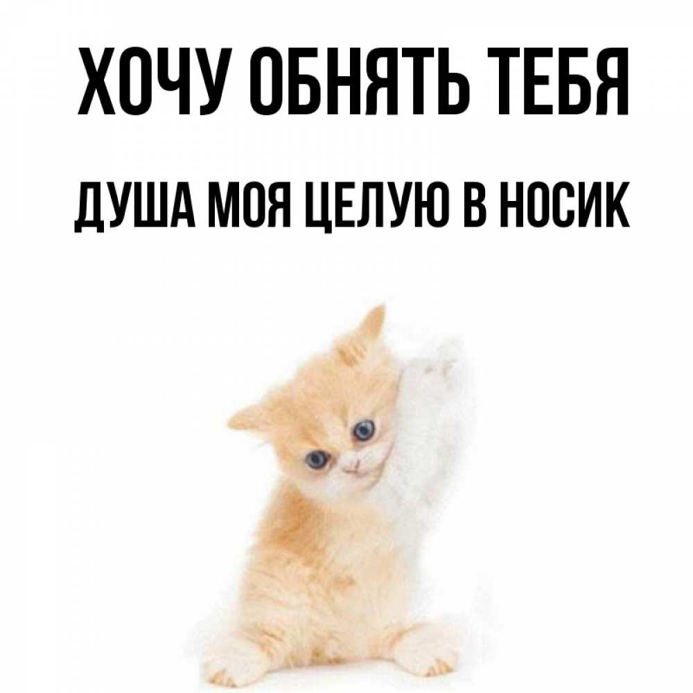 Открытка на каждый день с именем, Душа-моя-целУю-в-носик Хочу обнять тебя я хочу очень скорее обнимаешек Прикольная открытка с пожеланием онлайн скачать бесплатно 