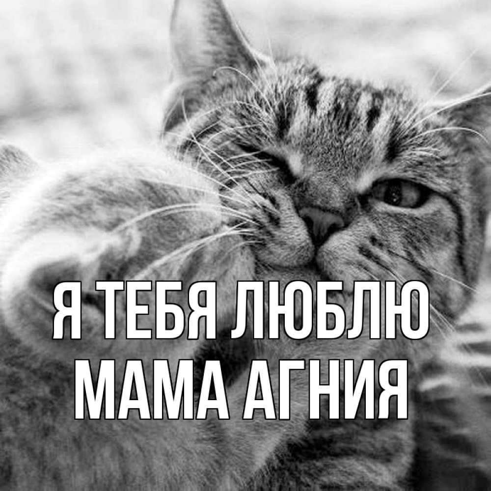 Открытка на каждый день с именем, Мама-Агния Я тебя люблю коты Прикольная открытка с пожеланием онлайн скачать бесплатно 