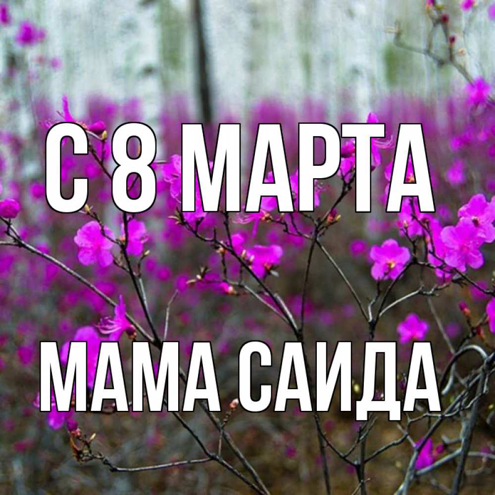 Открытка на каждый день с именем, Мама-Саида С 8 МАРТА дикие цветы Прикольная открытка с пожеланием онлайн скачать бесплатно 