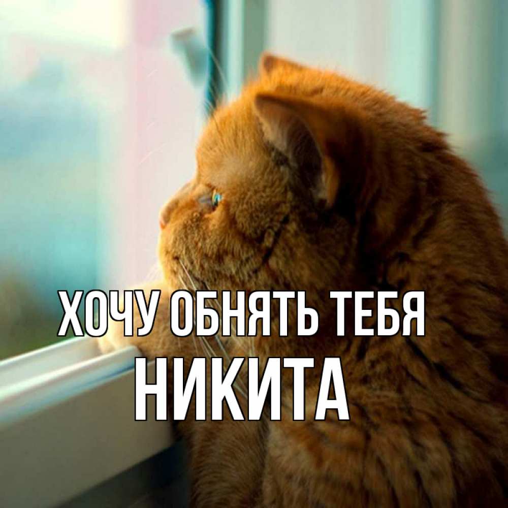 Открытка на каждый день с именем, Никита Хочу обнять тебя большой огромный рыжий котяра Прикольная открытка с пожеланием онлайн скачать бесплатно 