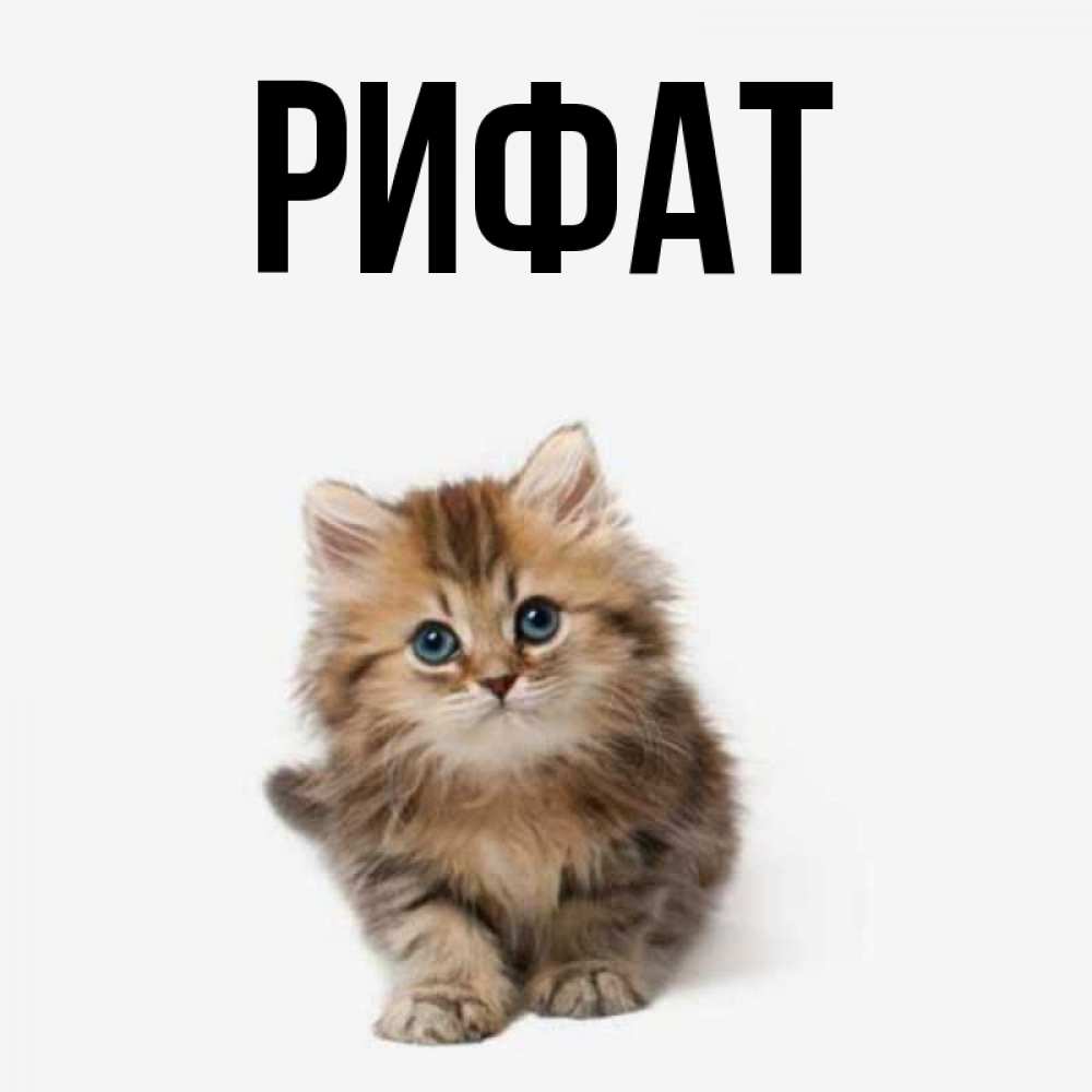 Открытка на каждый день с именем, Рифат Главная пушистый котик Прикольная открытка с пожеланием онлайн скачать бесплатно 