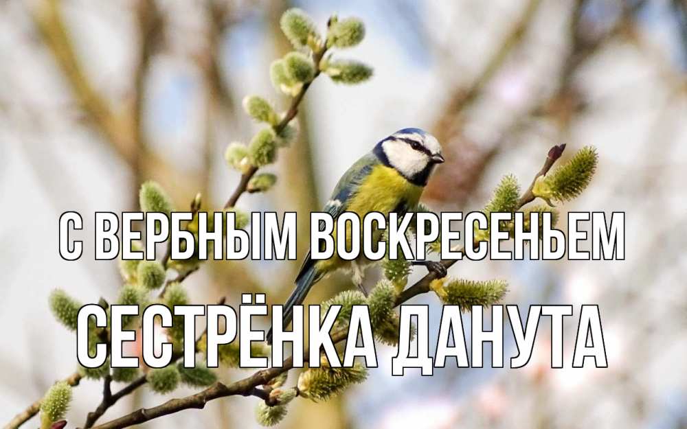 Открытка на каждый день с именем, Сестрёнка-Данута С вербным воскресеньем верба Прикольная открытка с пожеланием онлайн скачать бесплатно 