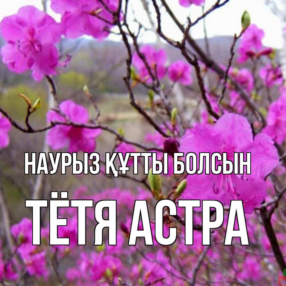 Открытка на каждый день с именем, Тётя-Астра Наурыз құтты болсын наурыз мейрамы кутты болсын Прикольная открытка с пожеланием онлайн скачать бесплатно 