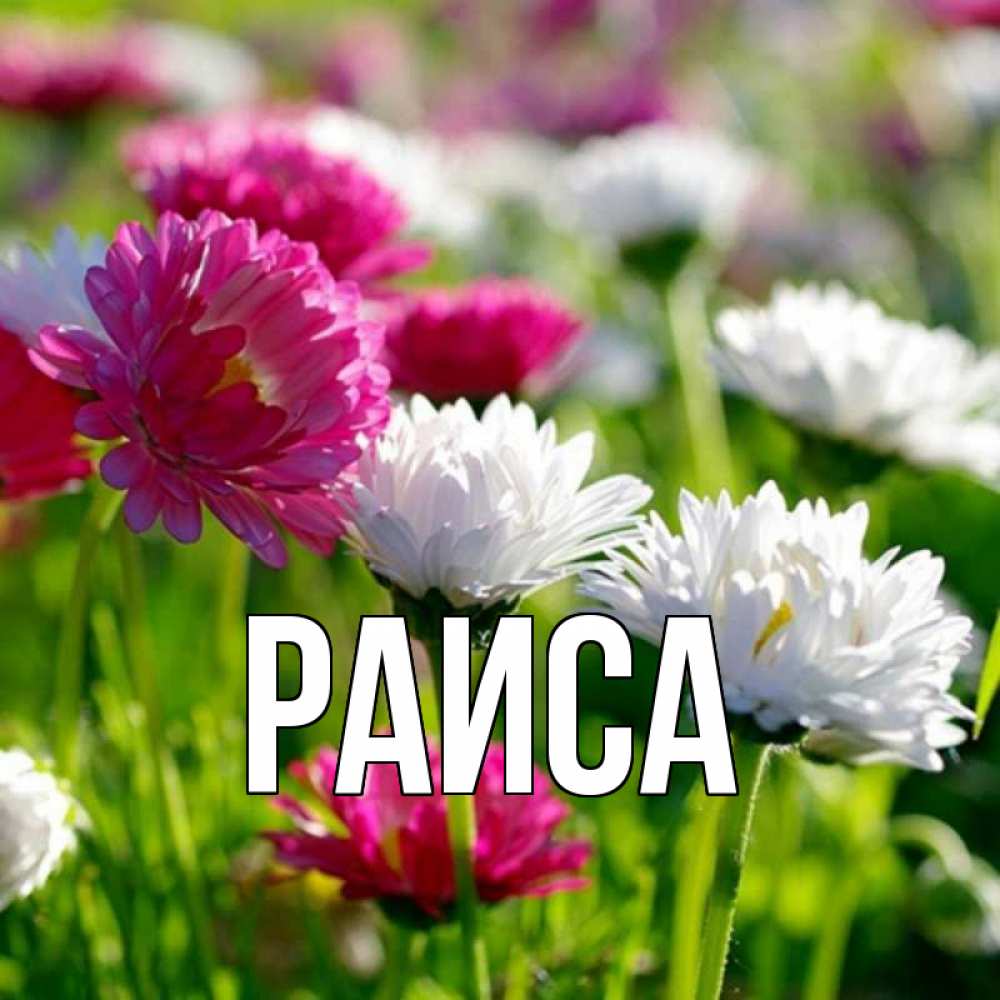 Открытка на каждый день с именем, Раиса Главная международный женский день 1 Прикольная открытка с пожеланием онлайн скачать бесплатно 