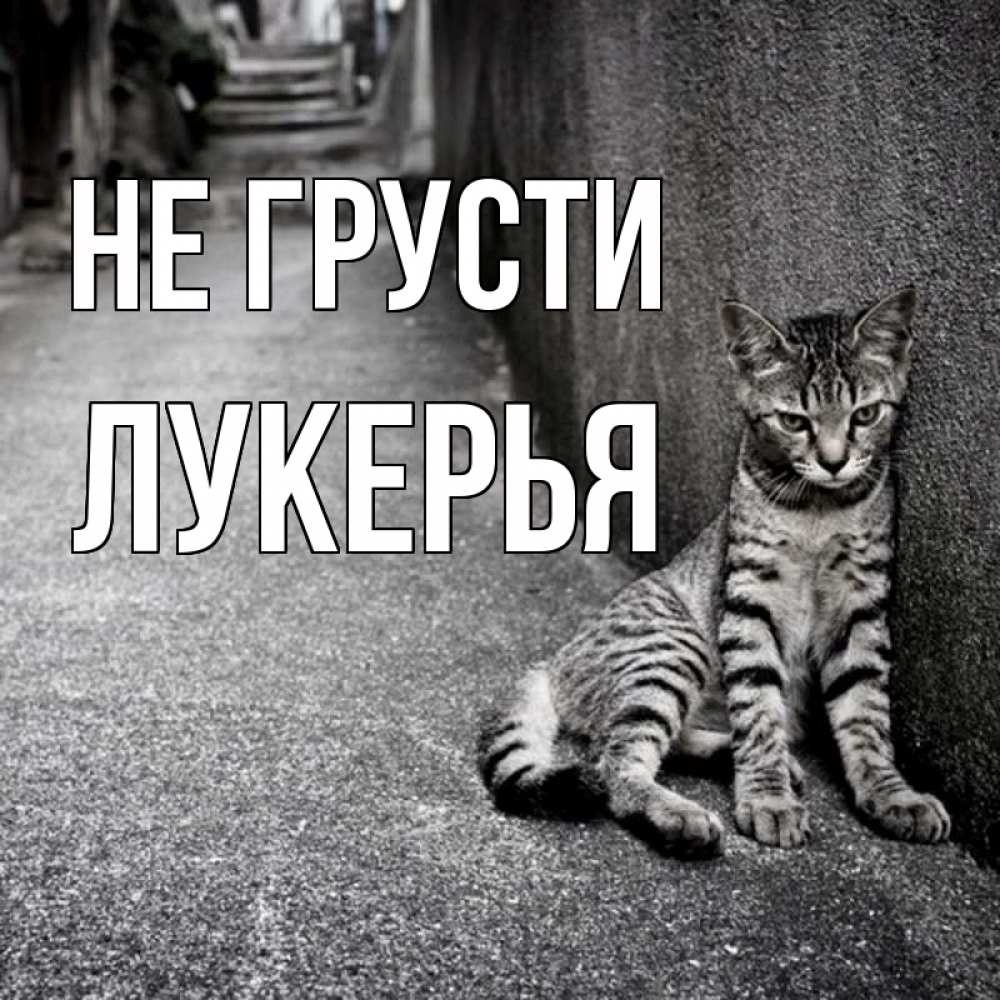 Открытка на каждый день с именем, Лукерья Не грусти скучающий котик Прикольная открытка с пожеланием онлайн скачать бесплатно 