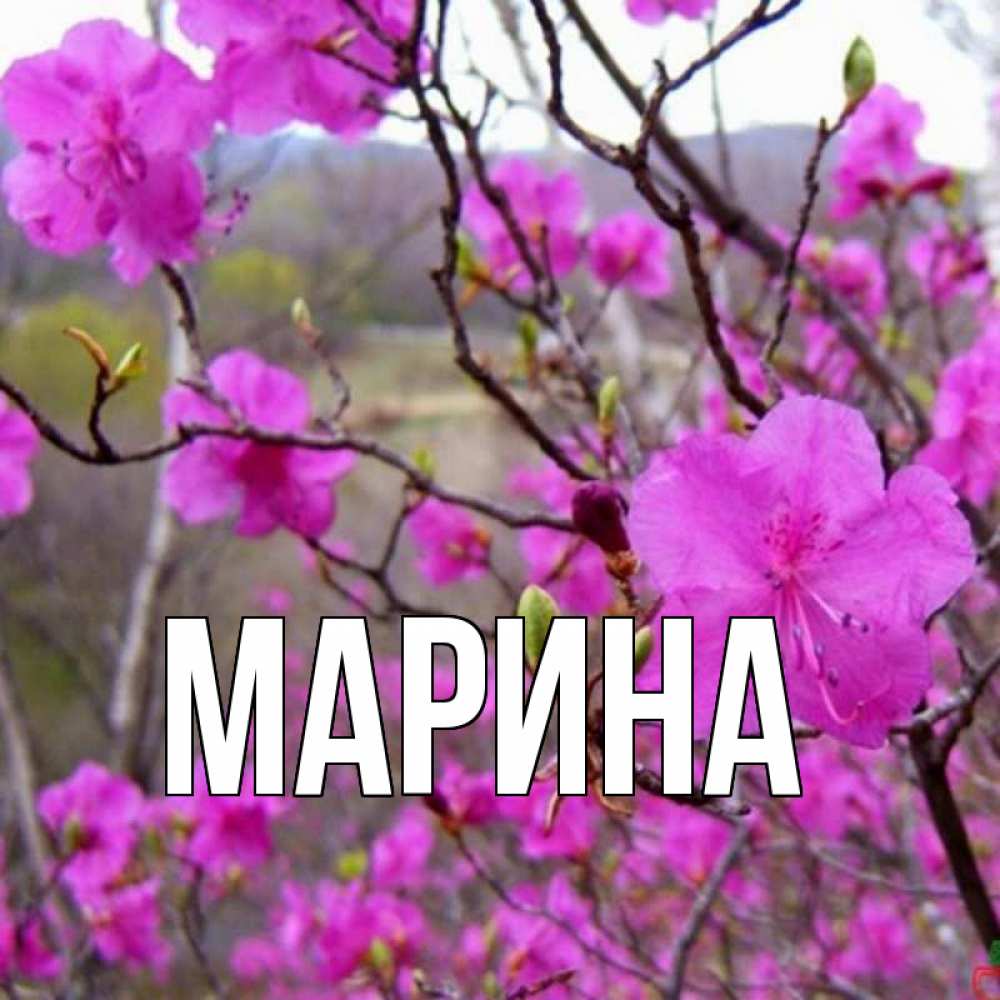 Открытка на каждый день с именем, Марина Главная наурыз мейрамы кутты болсын Прикольная открытка с пожеланием онлайн скачать бесплатно 