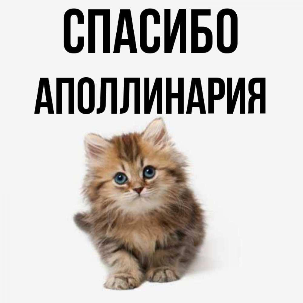 Открытка на каждый день с именем, Аполлинария Спасибо пушистый котик Прикольная открытка с пожеланием онлайн скачать бесплатно 