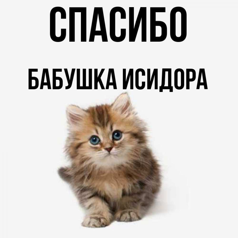 Открытка на каждый день с именем, Бабушка-Исидора Спасибо пушистый котик Прикольная открытка с пожеланием онлайн скачать бесплатно 
