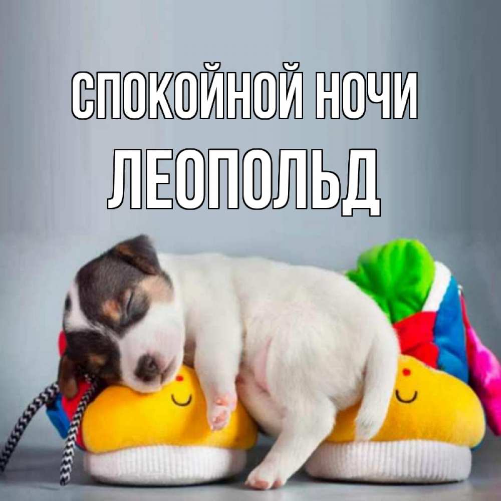 Открытка на каждый день с именем, Леопольд Спокойной ночи собачка Прикольная открытка с пожеланием онлайн скачать бесплатно 