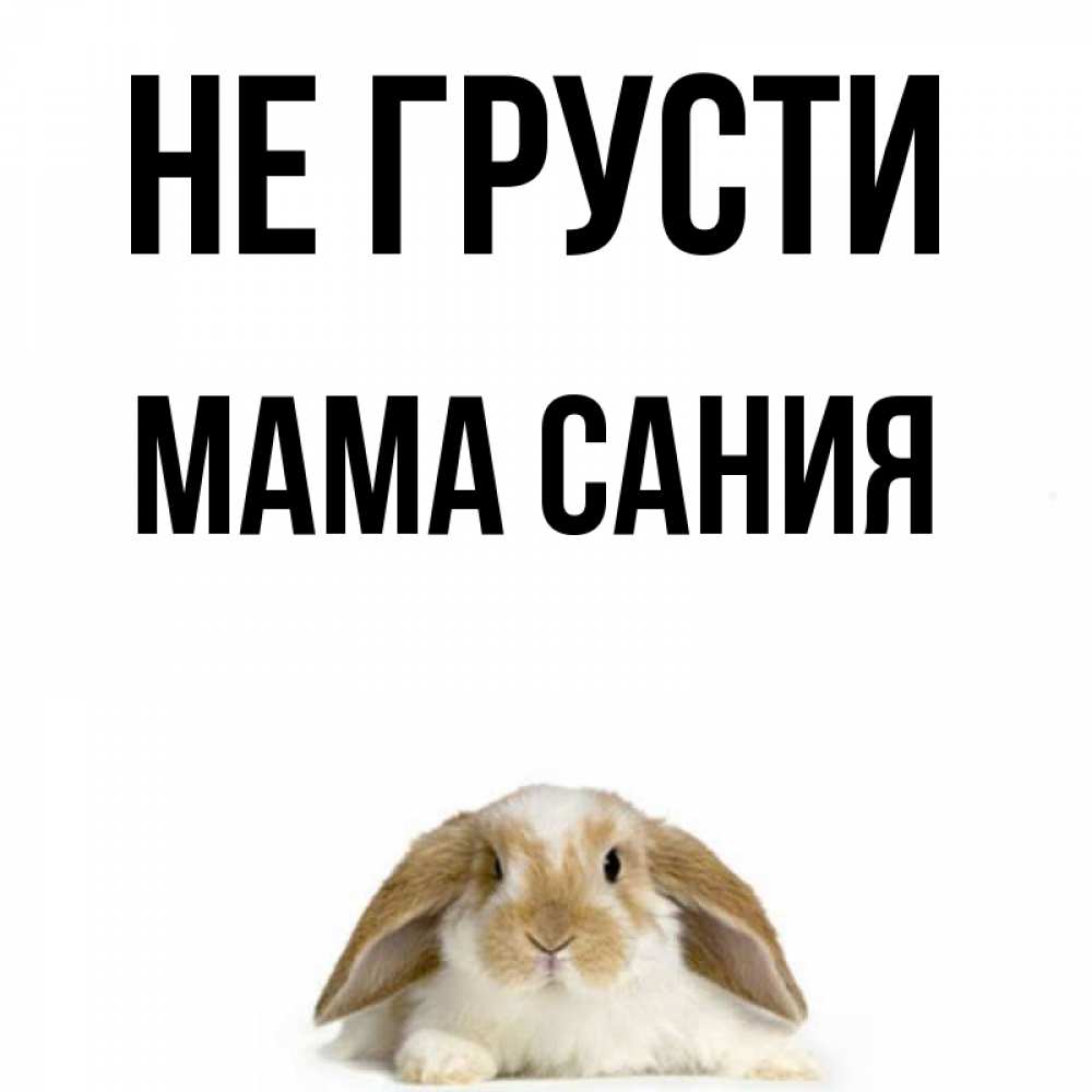 Открытка на каждый день с именем, Мама-Сания Не грусти коричнево белый заяц с большими ушками Прикольная открытка с пожеланием онлайн скачать бесплатно 