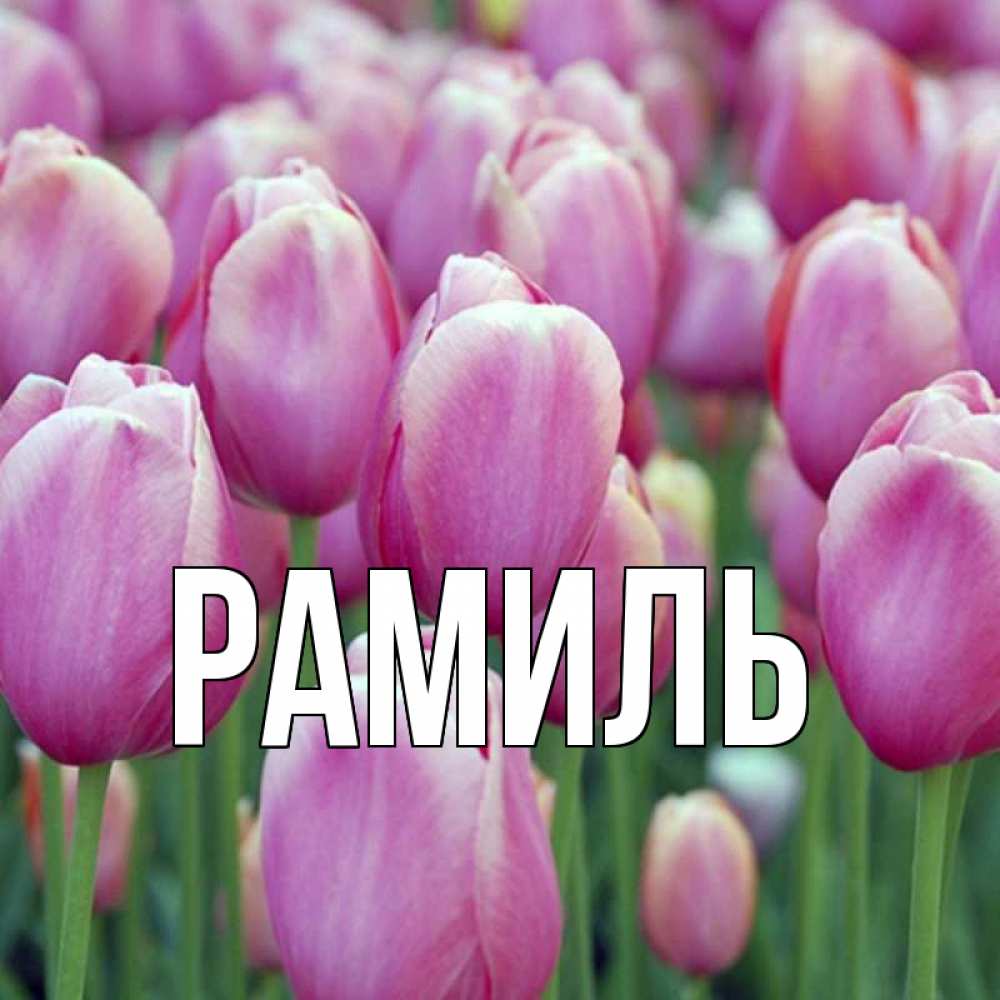 Открытка на каждый день с именем, Рамиль Главная на международный женский день 3 Прикольная открытка с пожеланием онлайн скачать бесплатно 