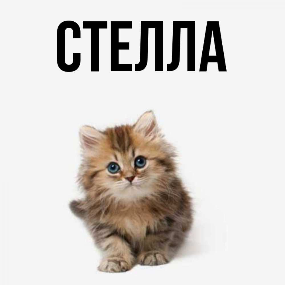 Открытка на каждый день с именем, Стелла Главная пушистый котик Прикольная открытка с пожеланием онлайн скачать бесплатно 