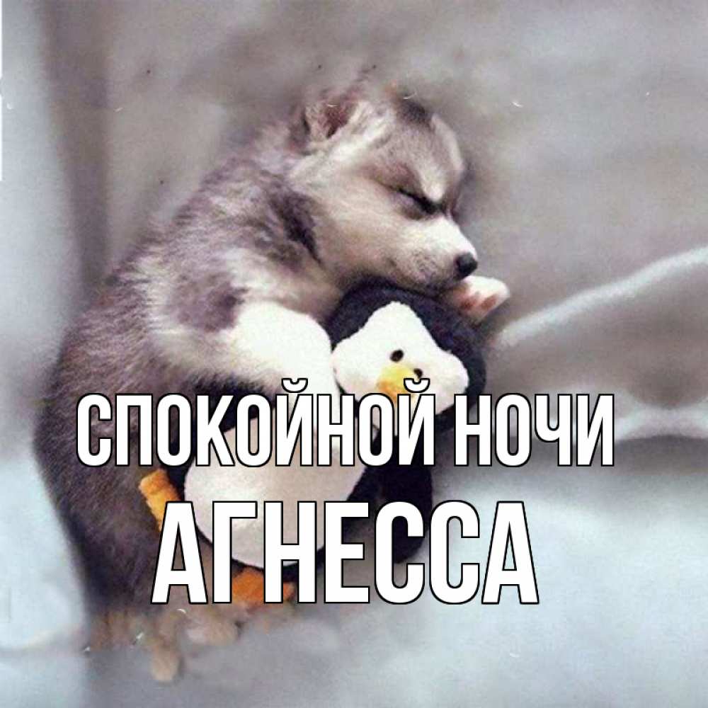 Открытка на каждый день с именем, Агнесса Спокойной ночи обнимашки щенка и пингвина Прикольная открытка с пожеланием онлайн скачать бесплатно 