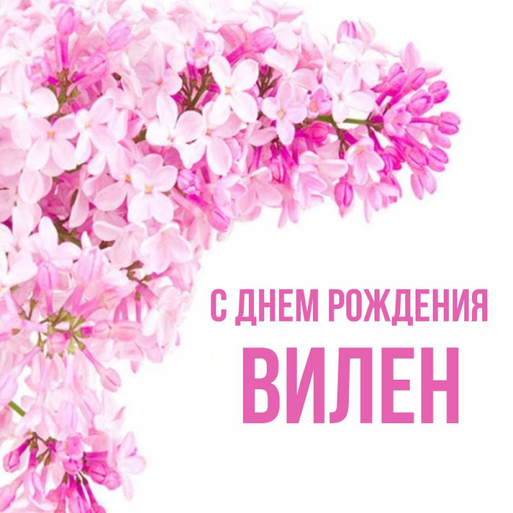 Открытка на каждый день с именем, Вилен С днем рождения Сирень на белом фоне Прикольная открытка с пожеланием онлайн скачать бесплатно 