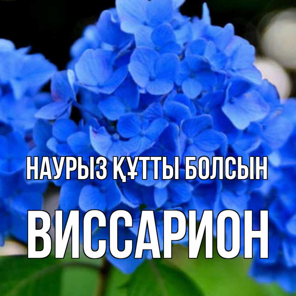 Открытка на каждый день с именем, Виссарион Наурыз құтты болсын синие цветы Прикольная открытка с пожеланием онлайн скачать бесплатно 
