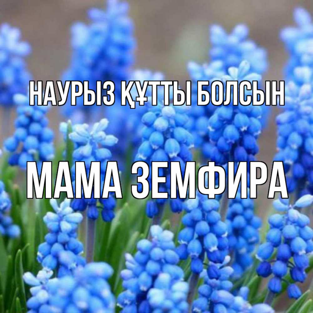 Открытка на каждый день с именем, Мама-Земфира Наурыз құтты болсын Поздравительная открытка для женщин с цветами на праздничную дату Прикольная открытка с пожеланием онлайн скачать бесплатно 