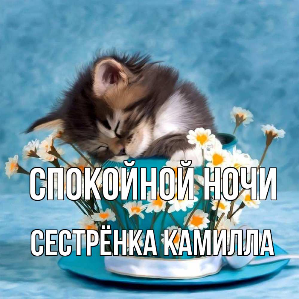 Открытка на каждый день с именем, Сестрёнка-Камилла Спокойной ночи котенок спит в кружке с блюдцем Прикольная открытка с пожеланием онлайн скачать бесплатно 
