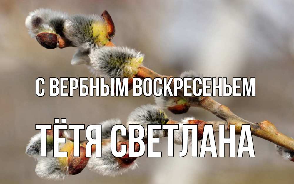 Открытка на каждый день с именем, Тётя-Светлана С вербным воскресеньем Верба Прикольная открытка с пожеланием онлайн скачать бесплатно 
