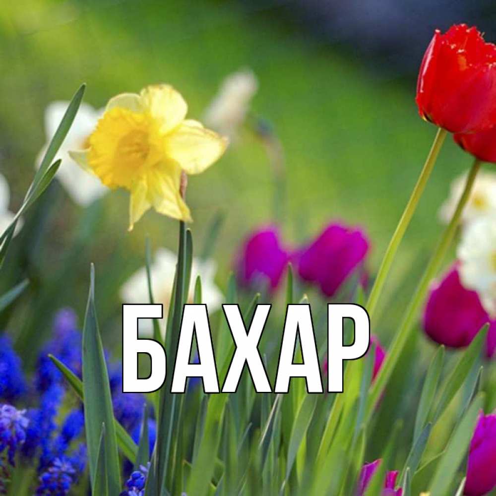 Открытка на каждый день с именем, Бахар Главная праздник весны наурыз 3 Прикольная открытка с пожеланием онлайн скачать бесплатно 