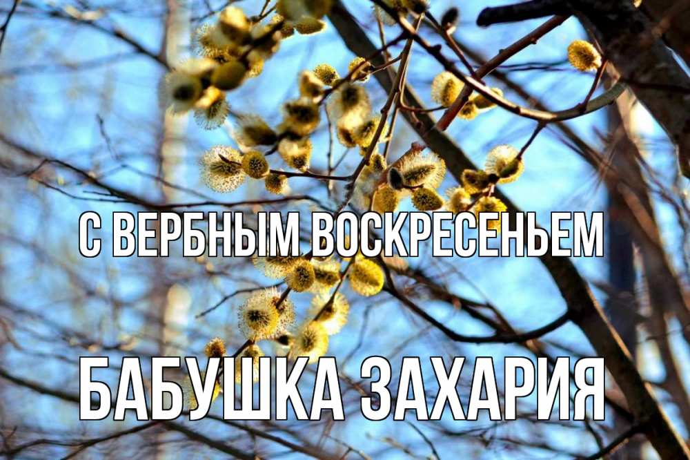Открытка на каждый день с именем, Бабушка-Захария С вербным воскресеньем верба Прикольная открытка с пожеланием онлайн скачать бесплатно 