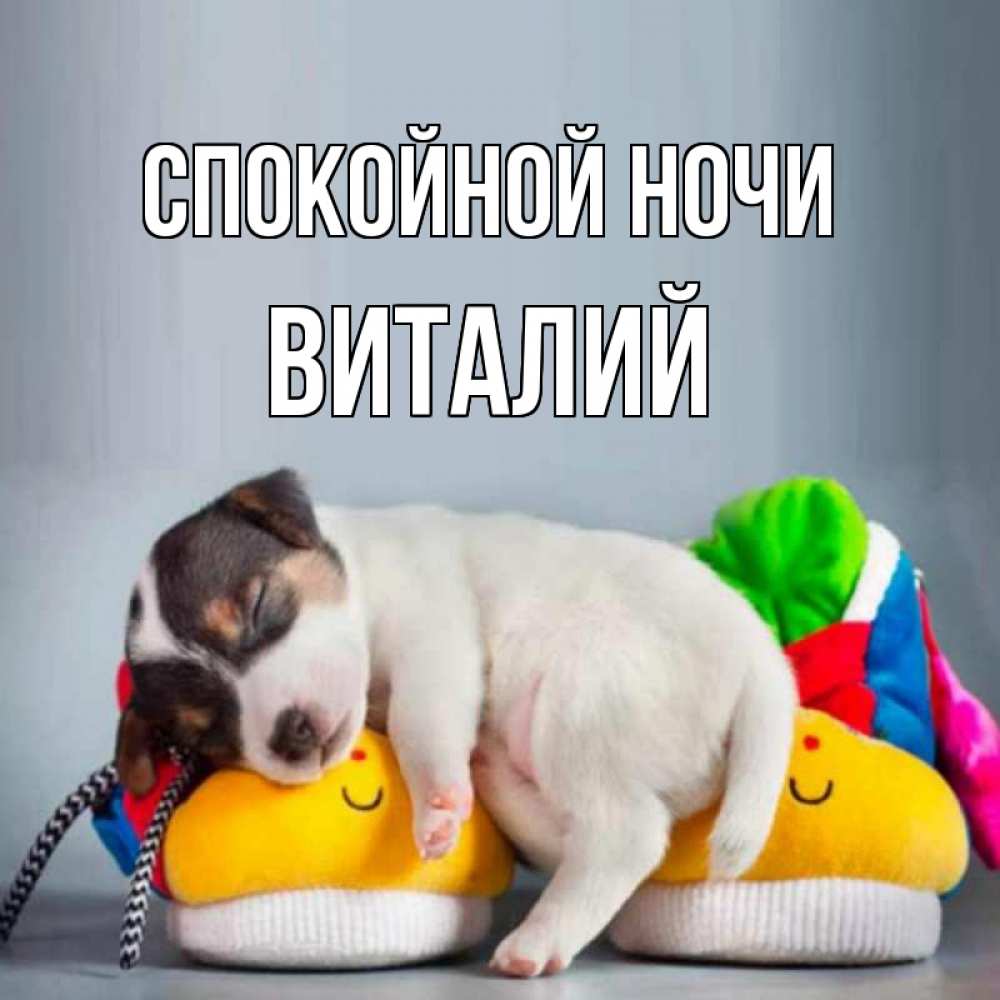 Открытка на каждый день с именем, Виталий Спокойной ночи собачка Прикольная открытка с пожеланием онлайн скачать бесплатно 