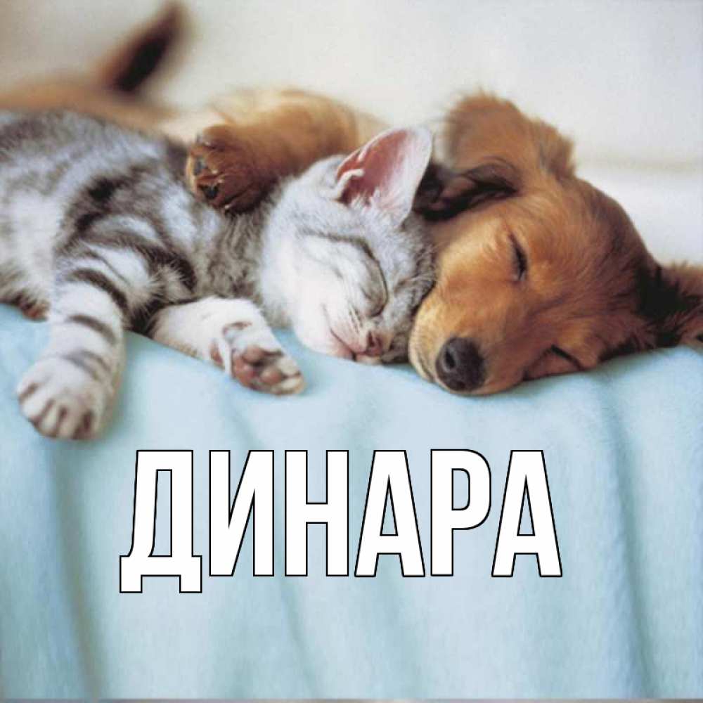 Открытка на каждый день с именем, Динара Главная с животными Прикольная открытка с пожеланием онлайн скачать бесплатно 