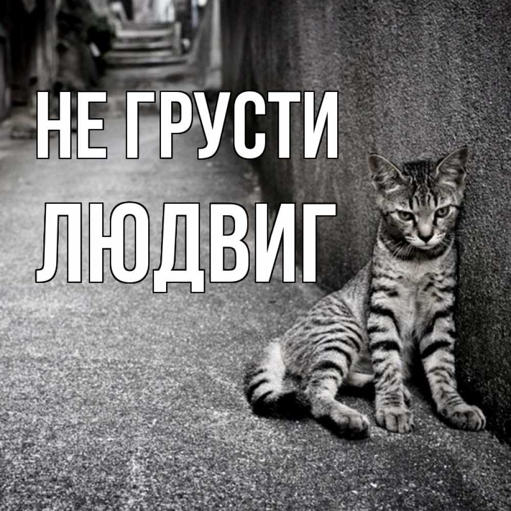 Открытка на каждый день с именем, Людвиг Не грусти скучающий котик Прикольная открытка с пожеланием онлайн скачать бесплатно 