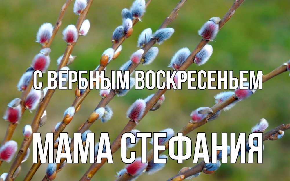 Открытка на каждый день с именем, Мама-Стефания С вербным воскресеньем верба Прикольная открытка с пожеланием онлайн скачать бесплатно 