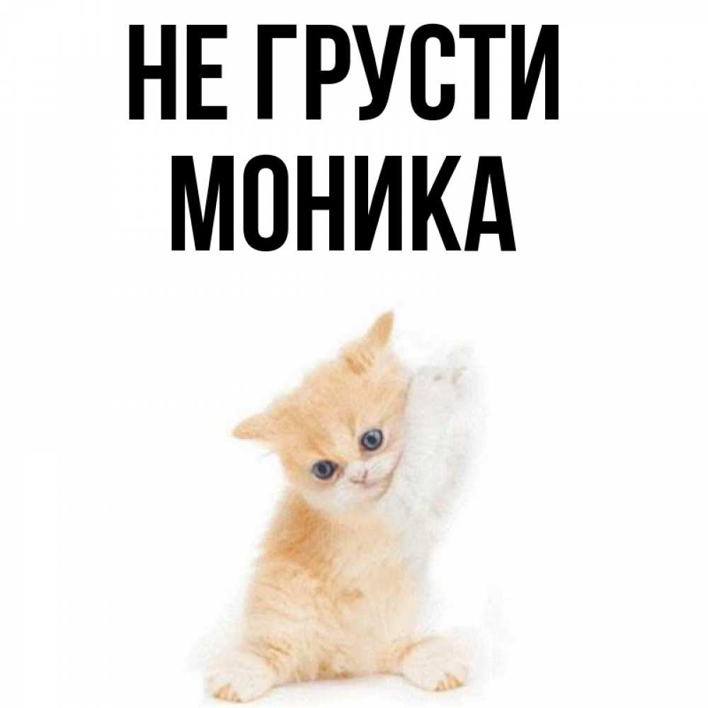 Открытка на каждый день с именем, Моника Не грусти просящий кот Прикольная открытка с пожеланием онлайн скачать бесплатно 
