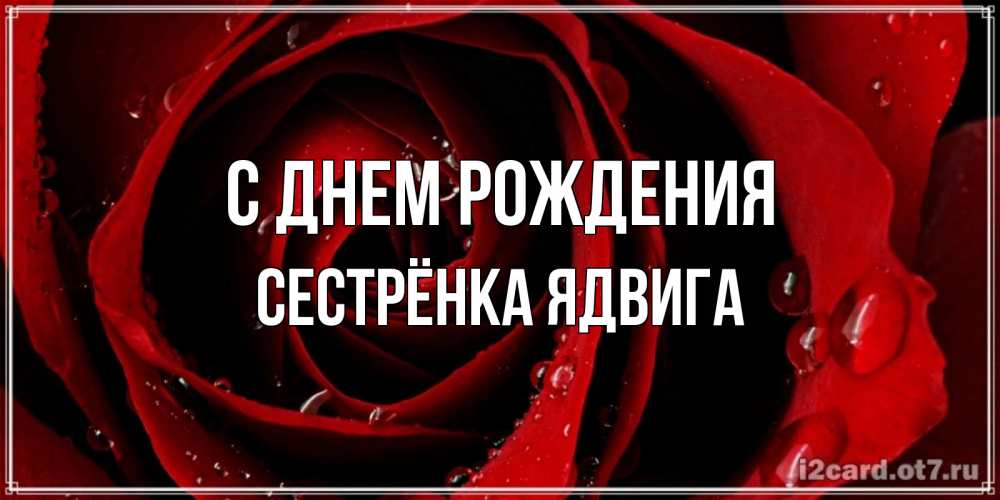 Открытка на каждый день с именем, Сестрёнка-Ядвига С днем рождения крупная бордовая роза Прикольная открытка с пожеланием онлайн скачать бесплатно 