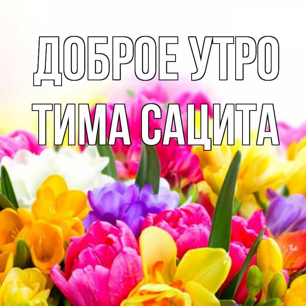 Открытка на каждый день с именем, Тима-сацита Доброе утро создать открытку со свое подписью Прикольная открытка с пожеланием онлайн скачать бесплатно 