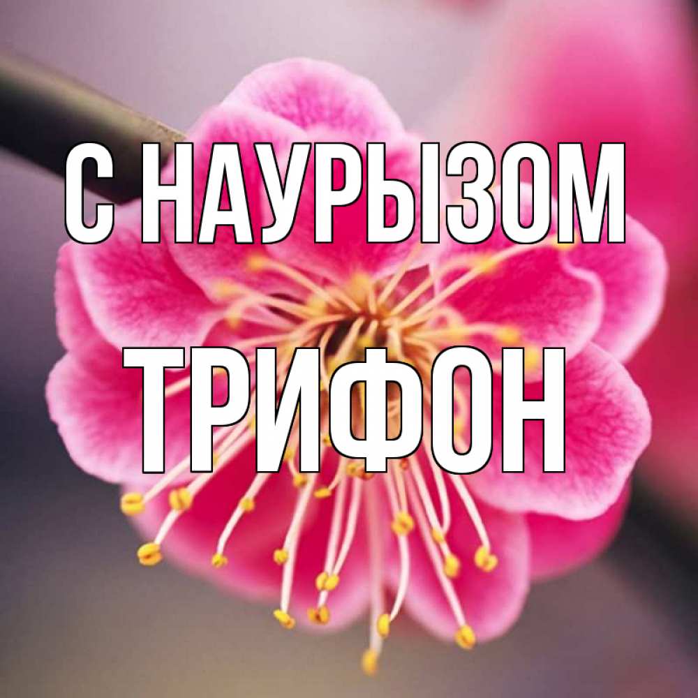 Открытка на каждый день с именем, Трифон С наурызом цветы Прикольная открытка с пожеланием онлайн скачать бесплатно 