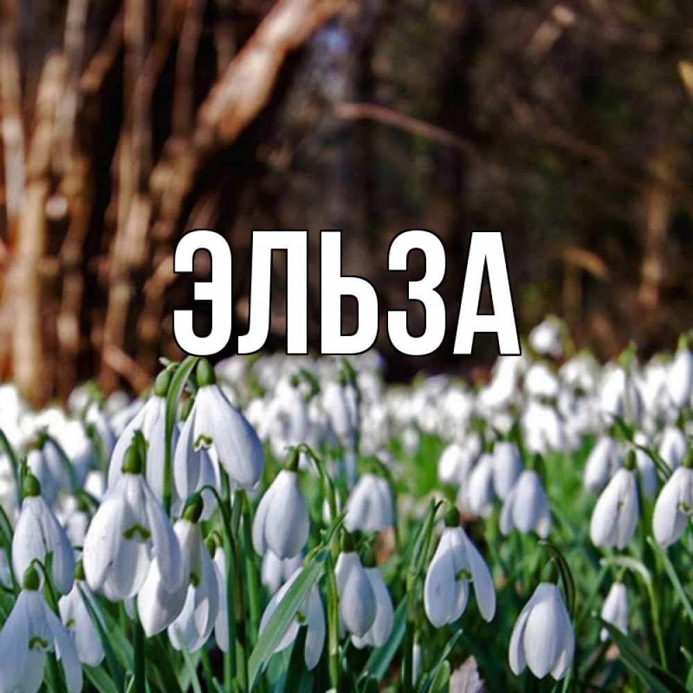 Открытка на каждый день с именем, Эльза Главная с подснежниками 1 Прикольная открытка с пожеланием онлайн скачать бесплатно 