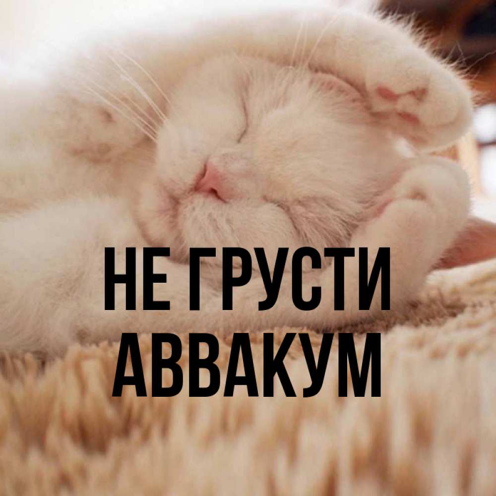 Открытка на каждый день с именем, Аввакум Не грусти Котенок спит Прикольная открытка с пожеланием онлайн скачать бесплатно 
