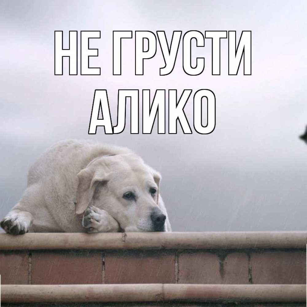 Открытка на каждый день с именем, Алико Не грусти белый пес 1 Прикольная открытка с пожеланием онлайн скачать бесплатно 