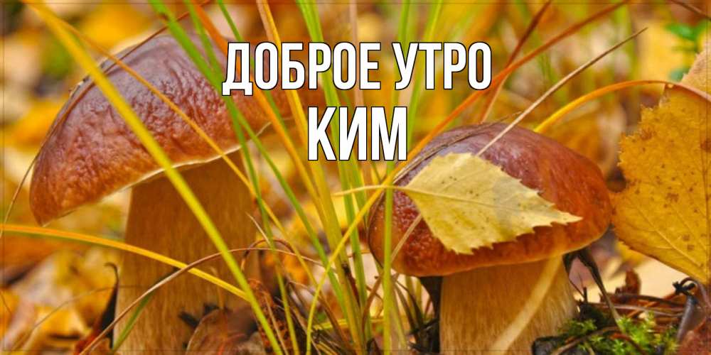 Открытка на каждый день с именем, Ким Доброе утро осенние грибы Прикольная открытка с пожеланием онлайн скачать бесплатно 